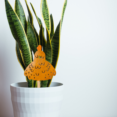 Bok Choy - Unicorn Fart Productions